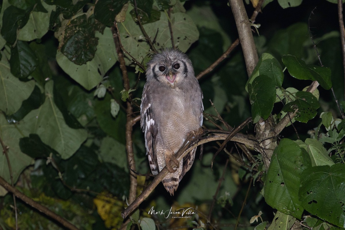 Verreaux's Eagle-Owl - ML580275311