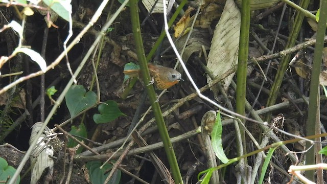 Rufous-throated Wren-Babbler - ML580278611