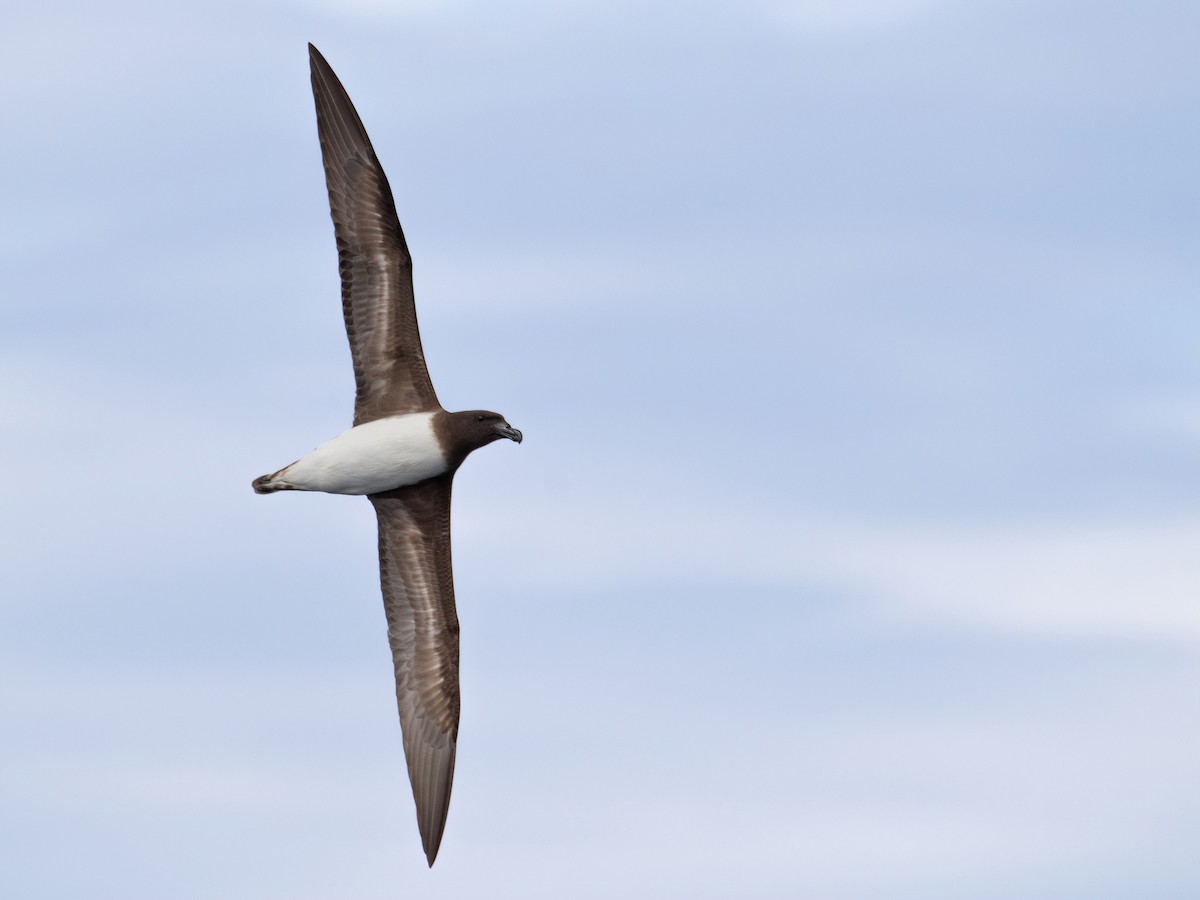 Tahiti Petrel - ML580279831