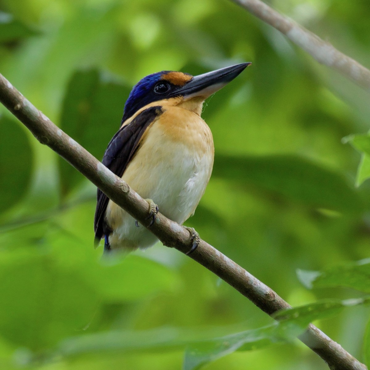 Rufous-lored Kingfisher - Mark Villa