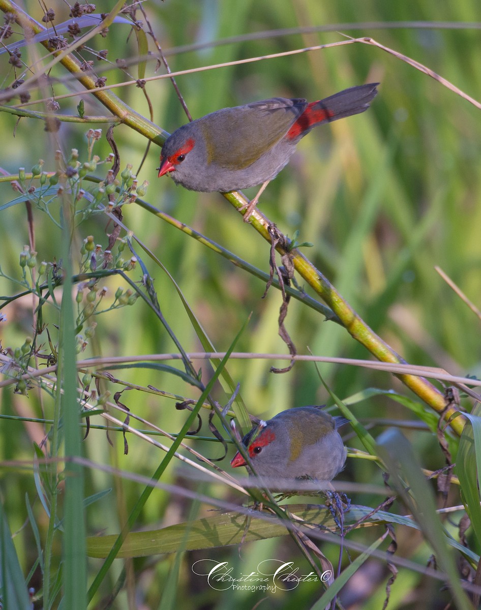 Red-browed Firetail - ML580287101