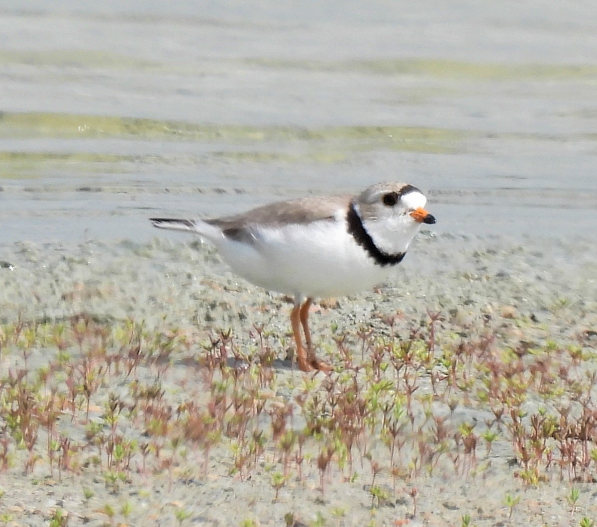 Piping Plover - ML580288161