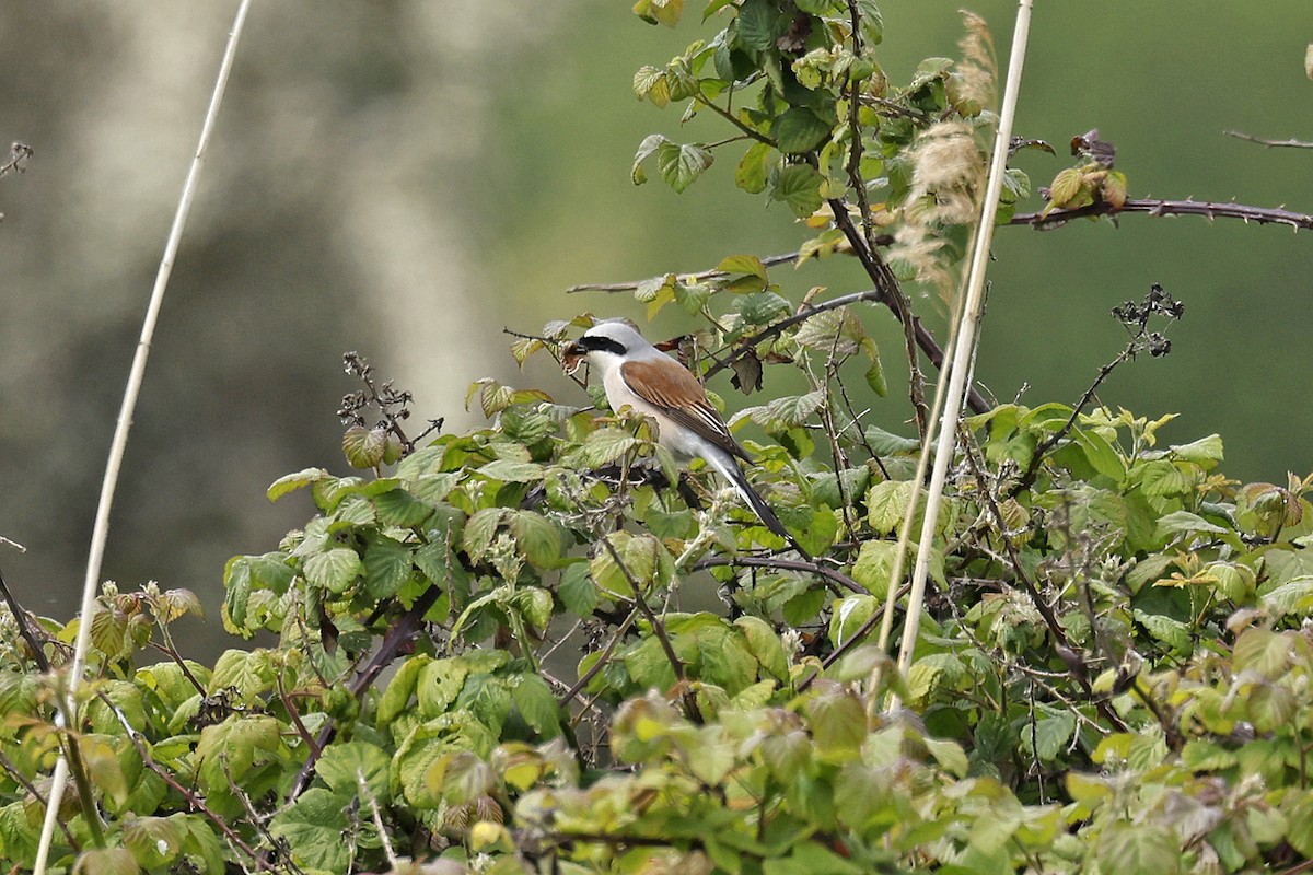Red-backed Shrike - Dominic Mitchell