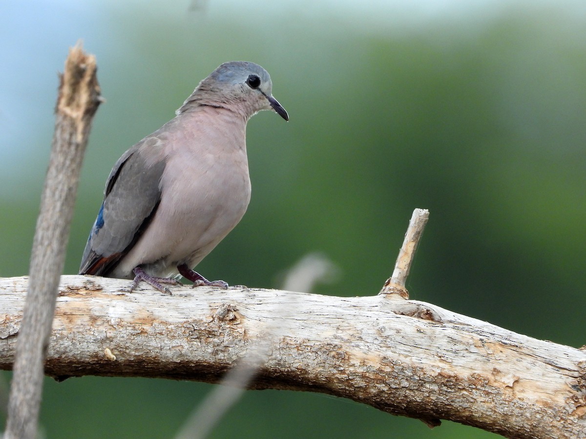 Emerald-spotted Wood-Dove - ML580292201