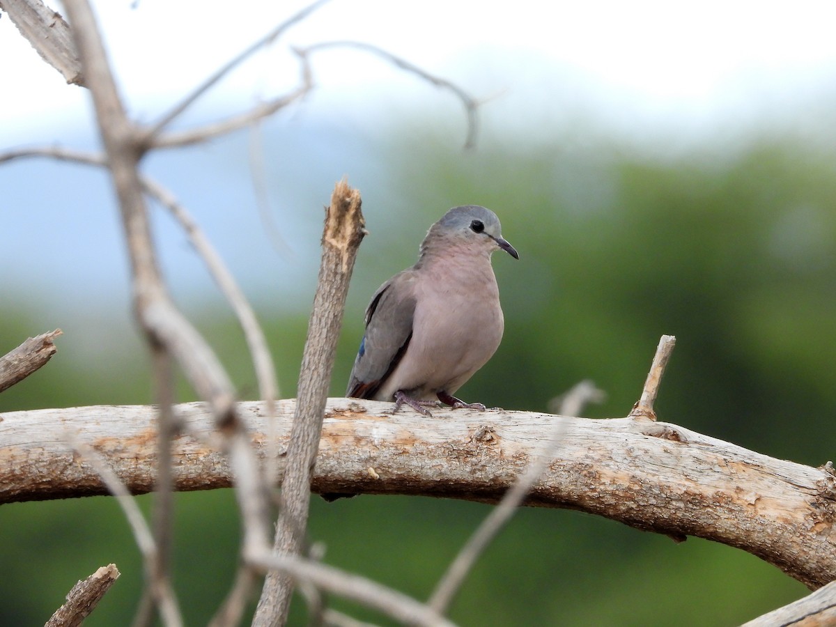 Emerald-spotted Wood-Dove - ML580292221