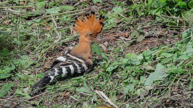 <em class="SciName notranslate">Upupa epops longirostris</em>, Dorsal View. - Eurasian Hoopoe - 