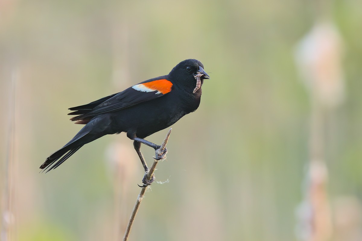 Red-winged Blackbird - ML580296091