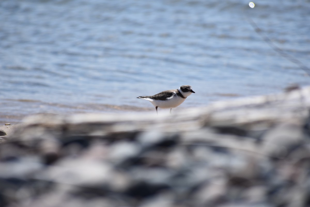 Semipalmated Plover - ML580304291