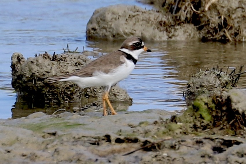Semipalmated Plover - ML580304631