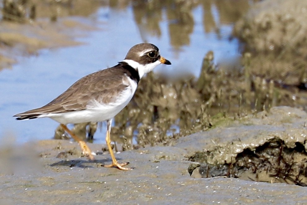 Semipalmated Plover - ML580304641