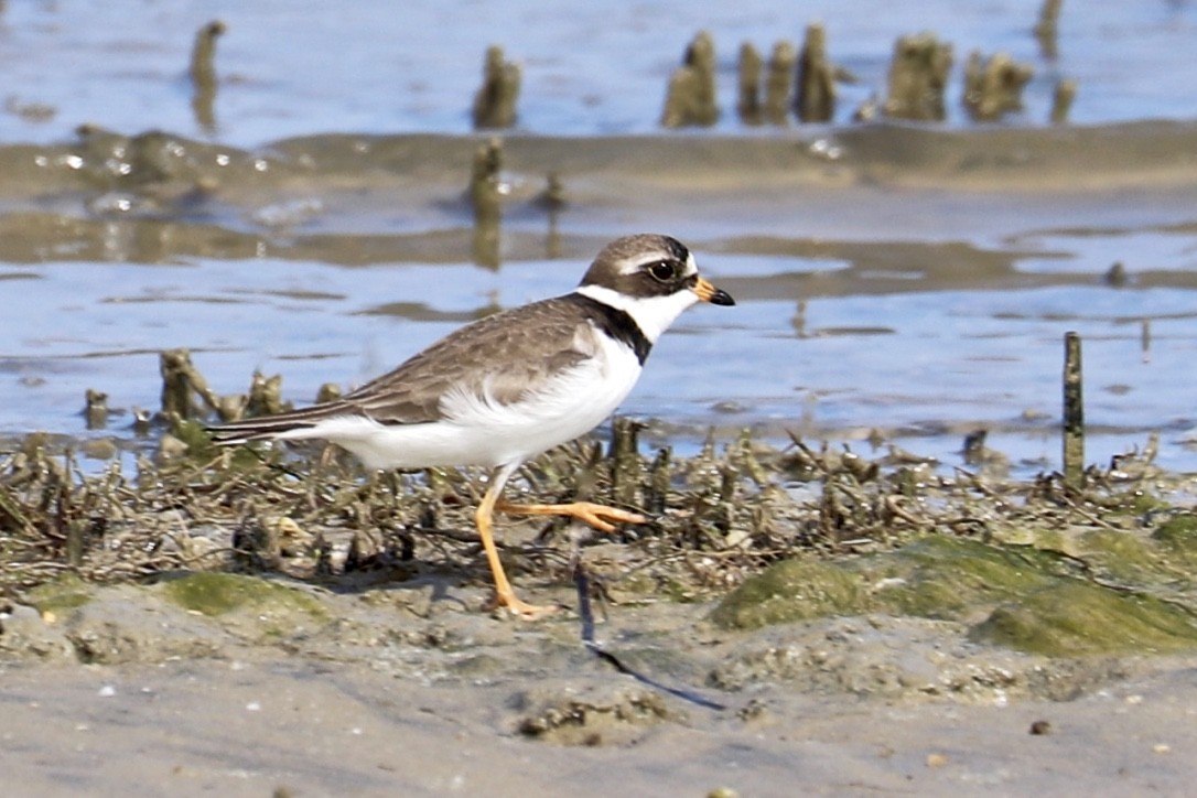 Semipalmated Plover - ML580304661