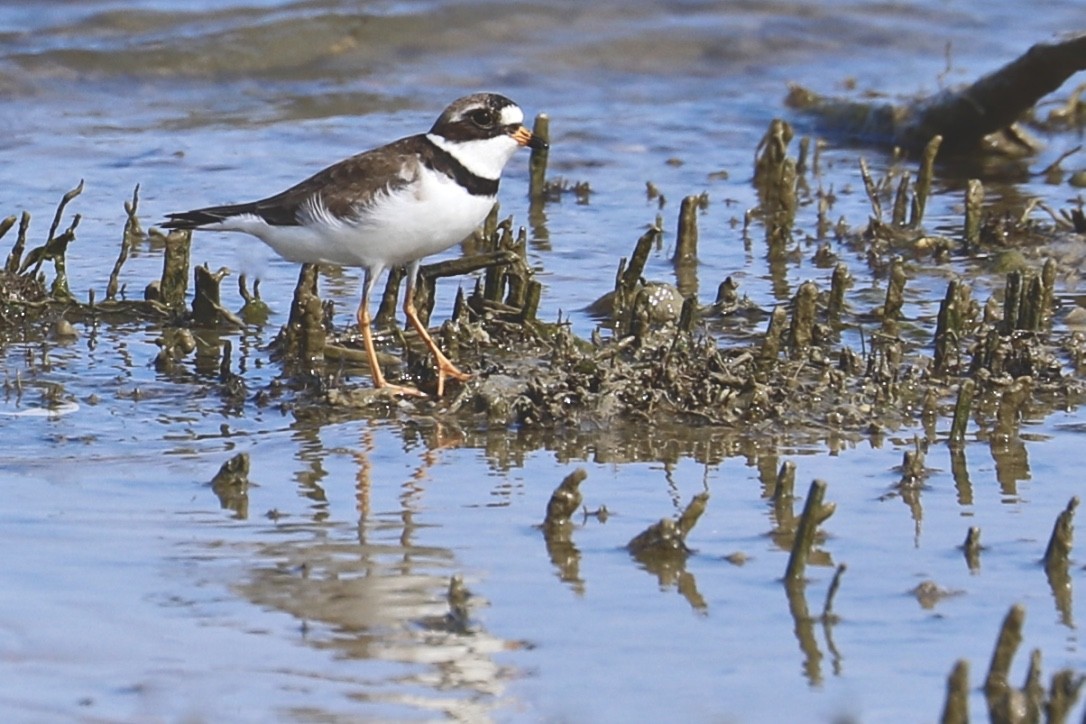 Semipalmated Plover - ML580304671