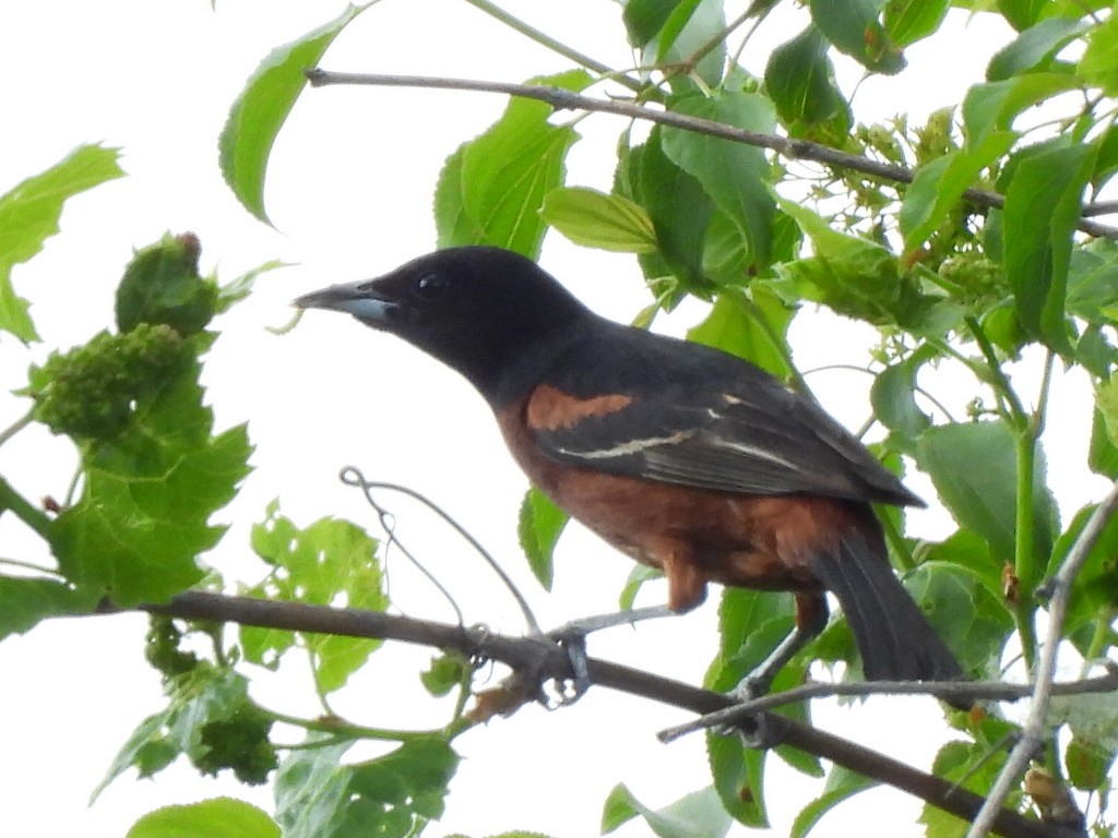 Orchard Oriole - ML580306951