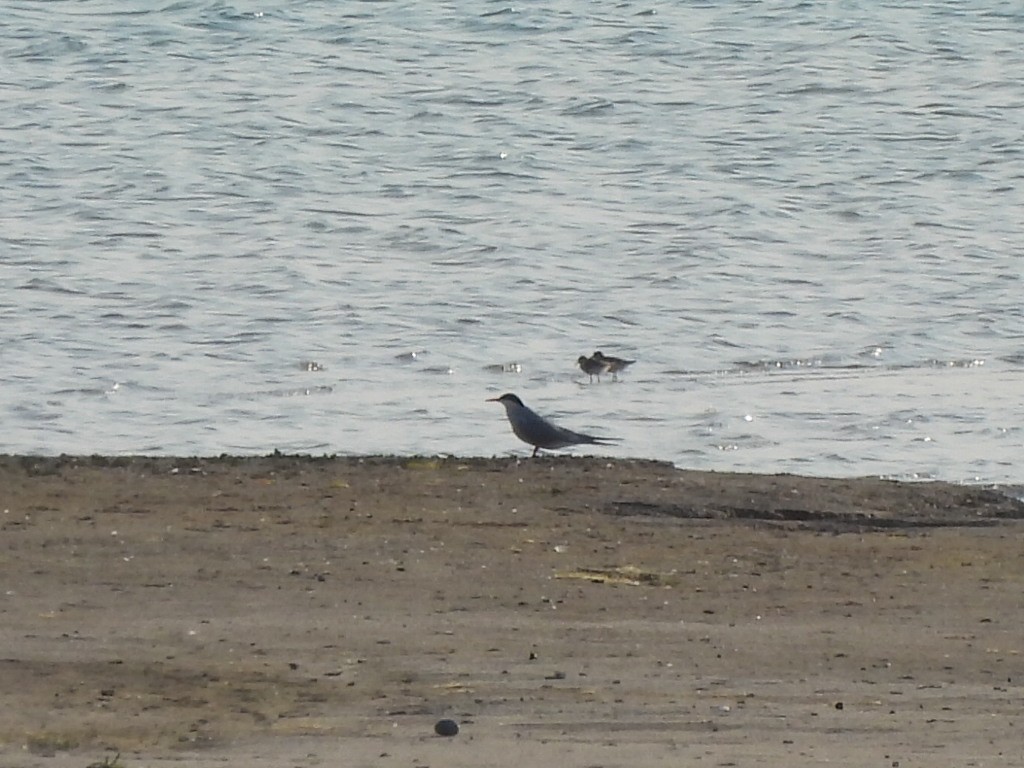 Common Tern - ML580307211
