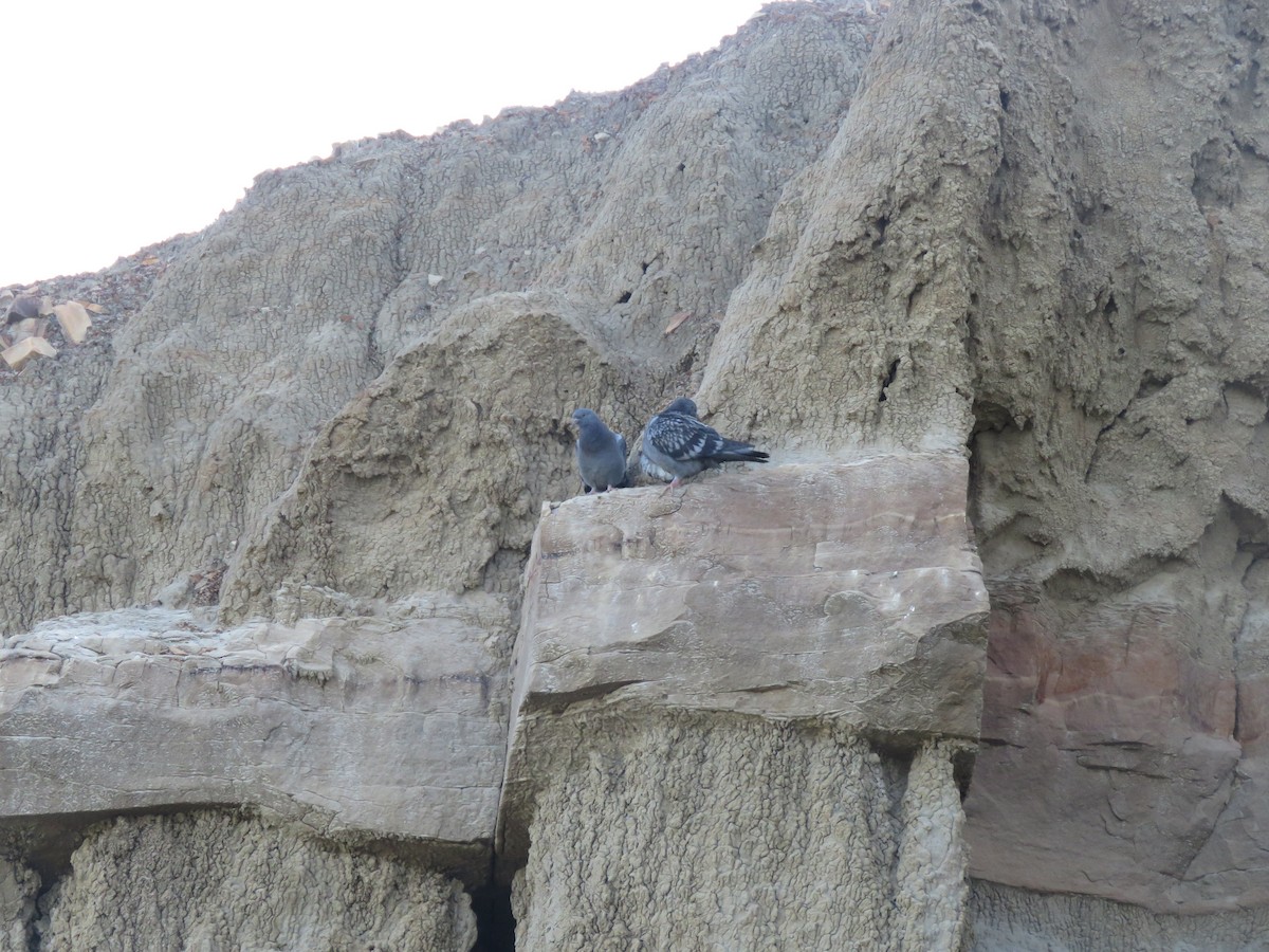 Rock Pigeon (Feral Pigeon) - ML580309691