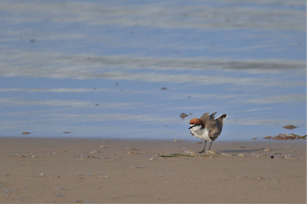 Red-capped Plover - ML580310761