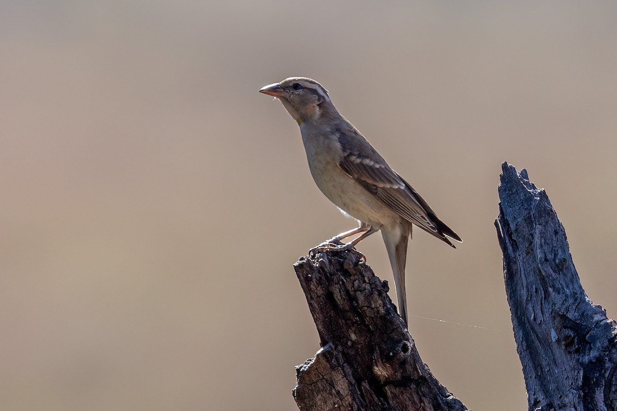 Yellow-throated Bush Sparrow - ML580312161