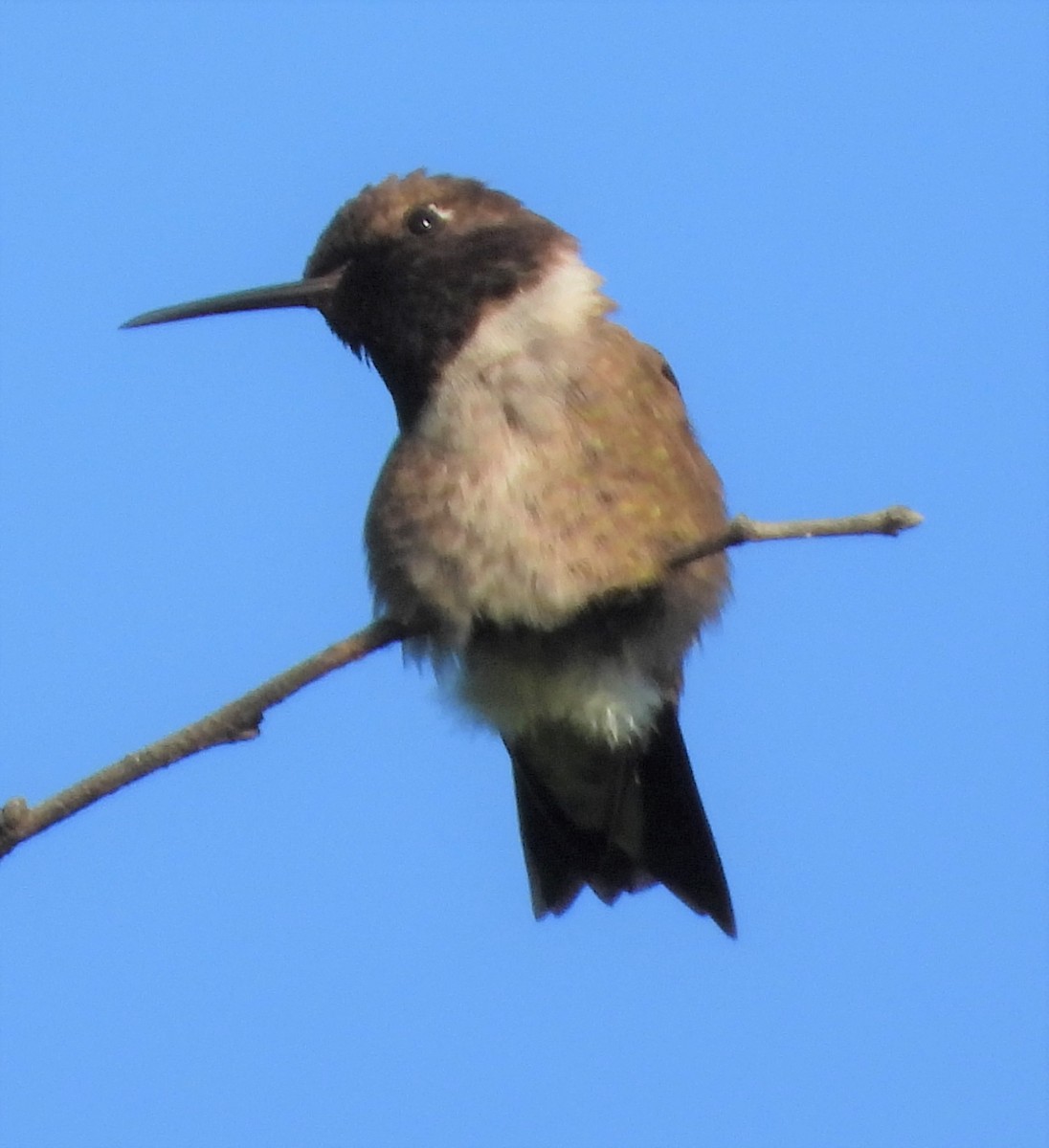 Black-chinned Hummingbird - ML580314821