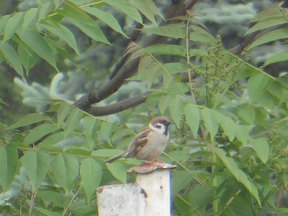 Eurasian Tree Sparrow - ML580316111