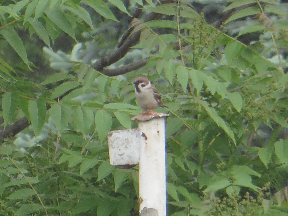 Eurasian Tree Sparrow - ML580316121