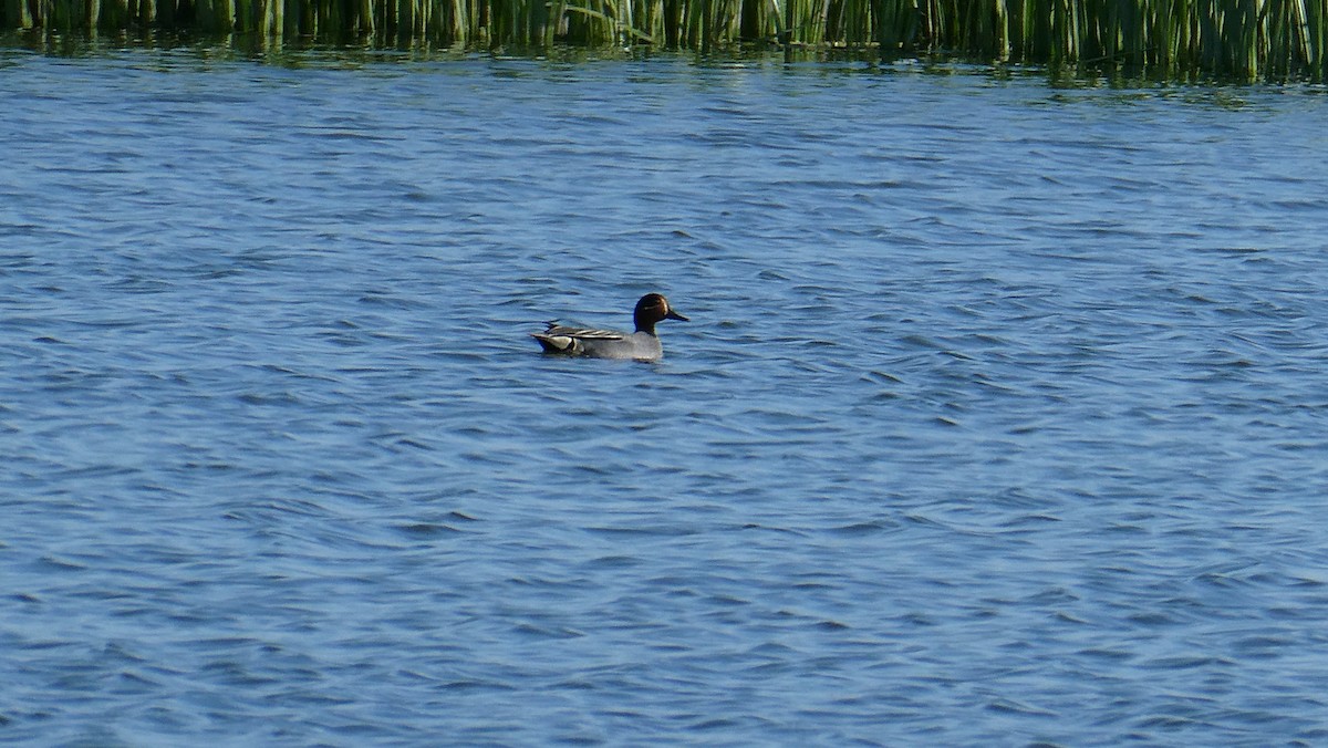 Green-winged Teal - ML580317911