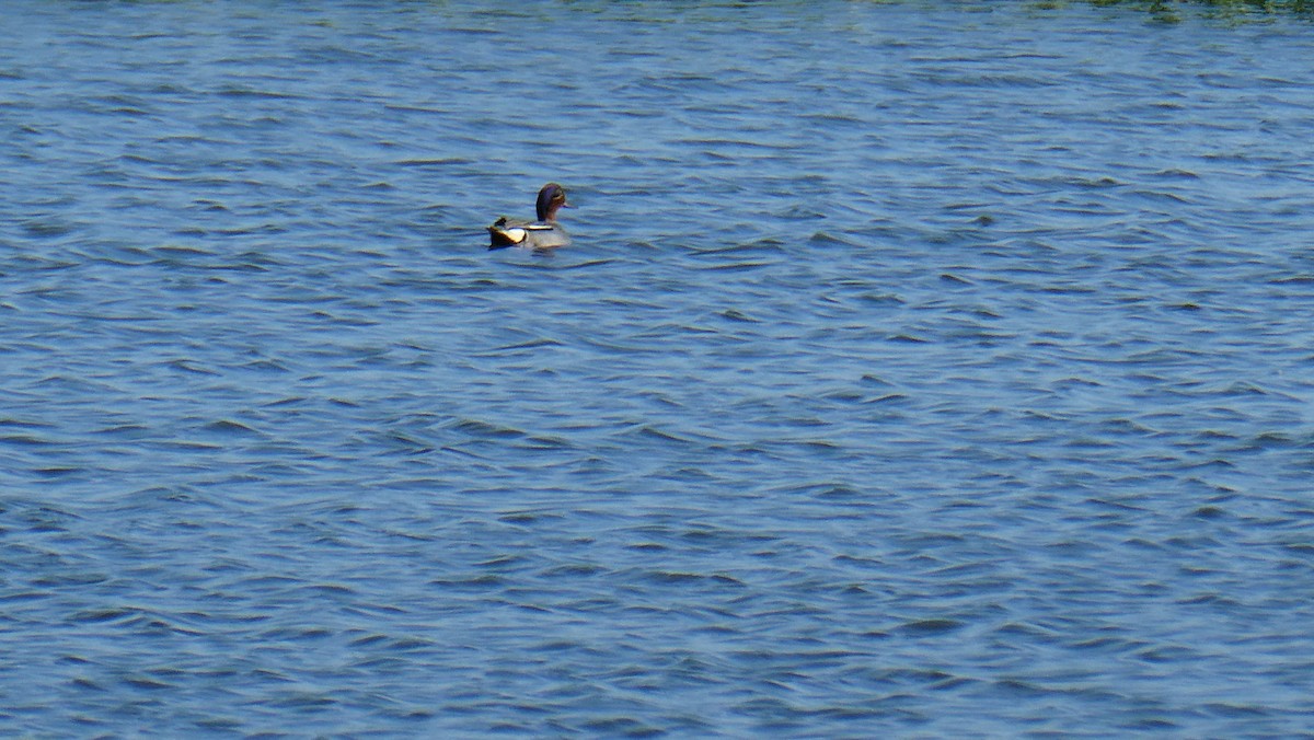 Green-winged Teal - ML580317951