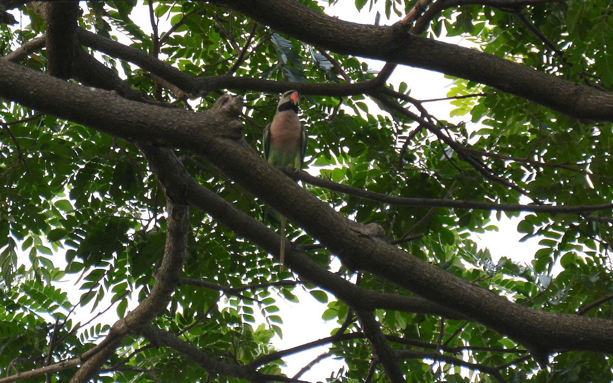 Red-breasted Parakeet - ML580319051