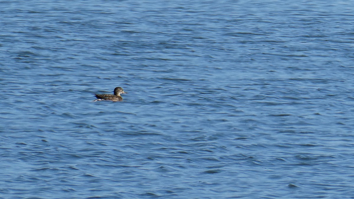 Green-winged Teal - ML580319061