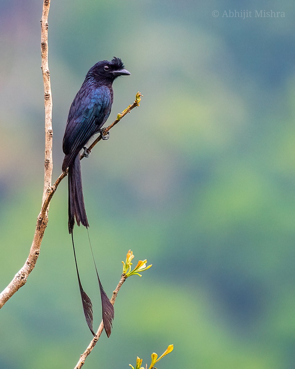 Greater Racket-tailed Drongo - Abhijit Mishra