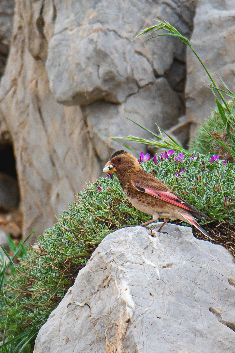 Crimson-winged Finch - ML580321011