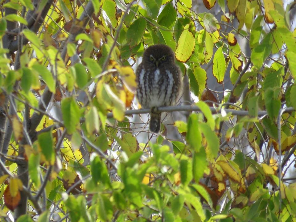 Austral Pygmy-Owl - ML58032111