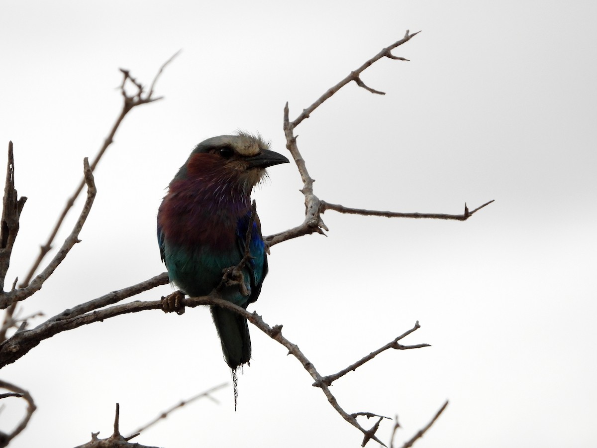 Lilac-breasted Roller - ML580324761