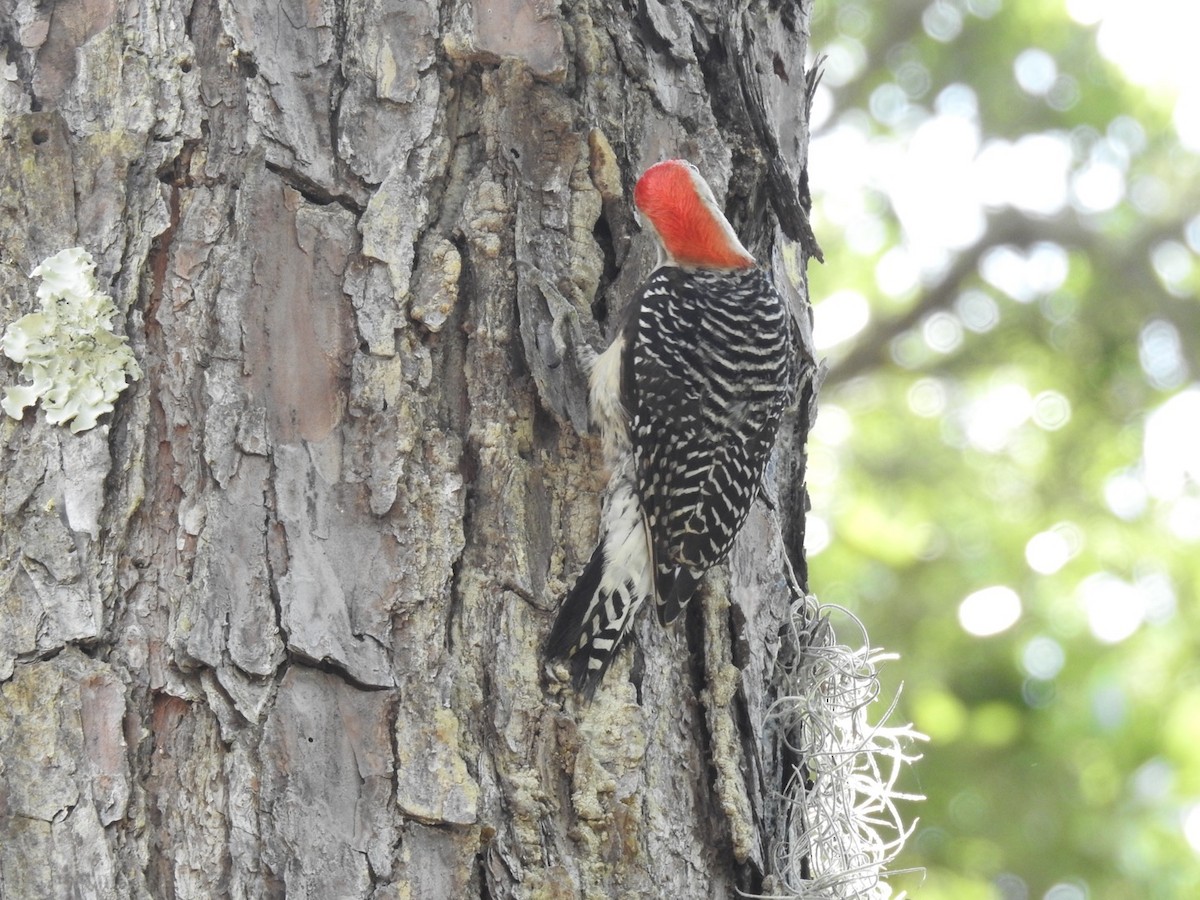 Red-bellied Woodpecker - ML580329711