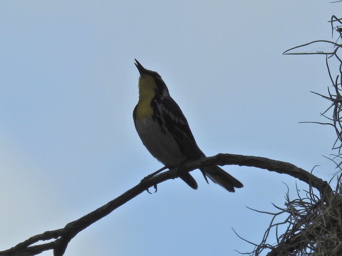 Yellow-throated Warbler - ML580329971