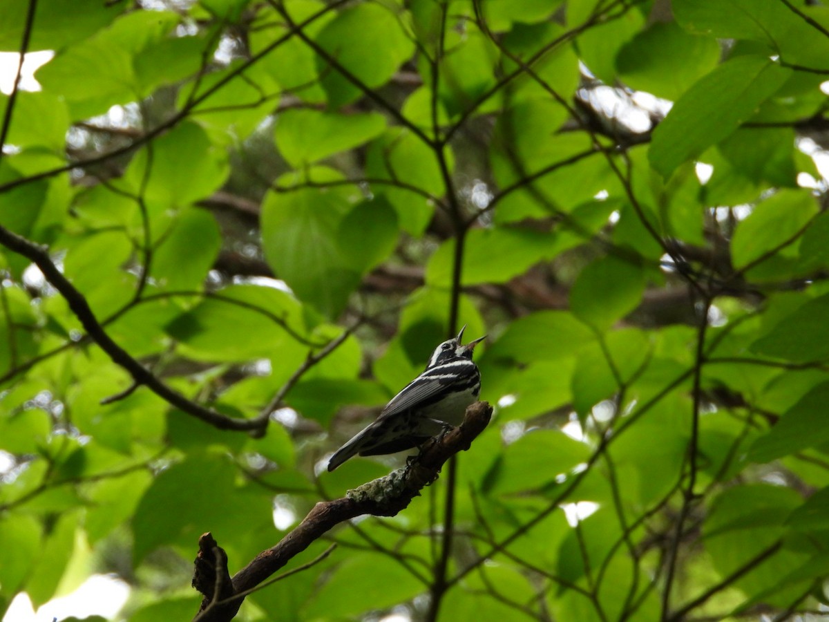 Black-and-white Warbler - ML580330541
