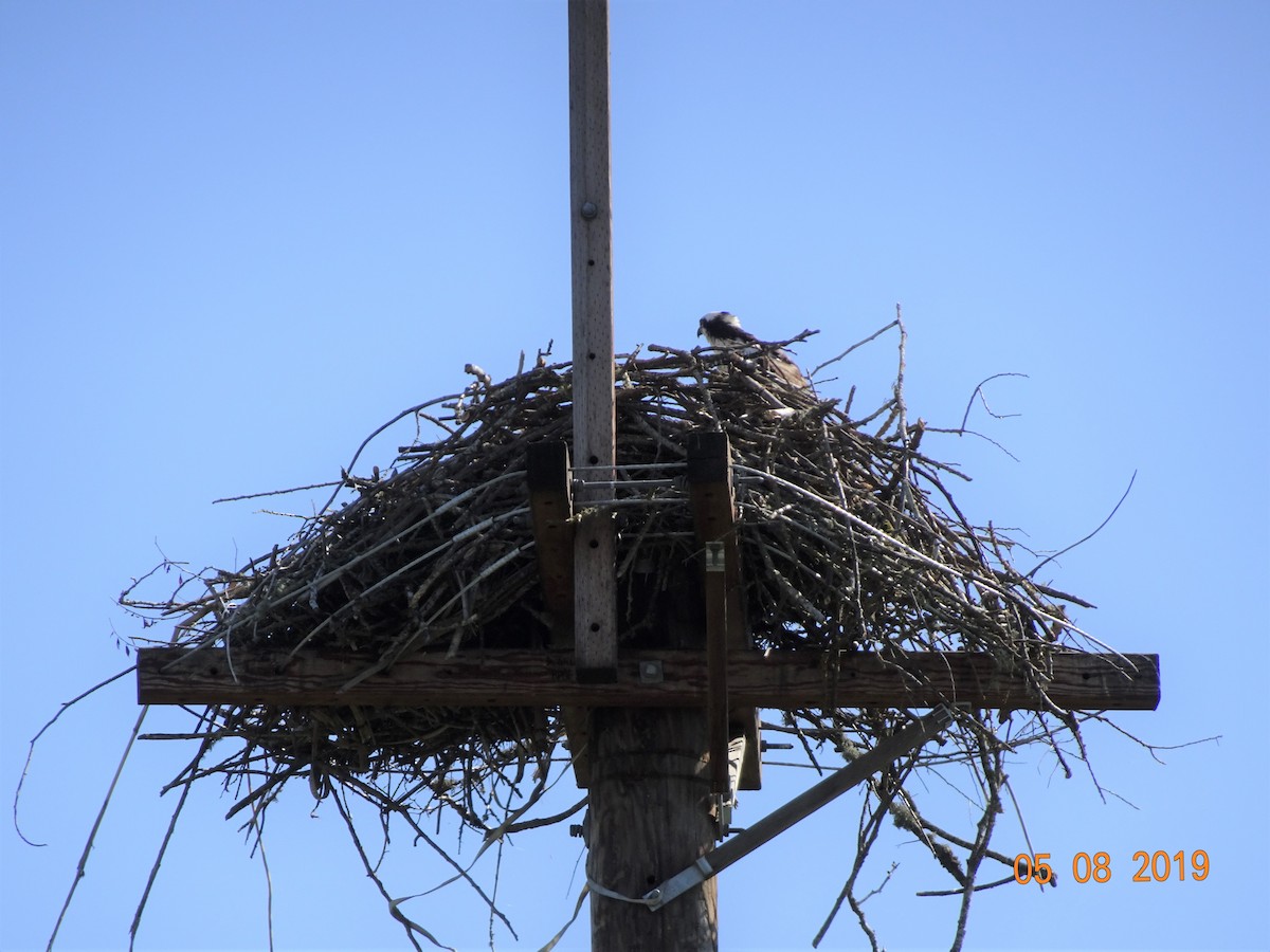 eBird Checklist 8 May 2019 Sauvie Island (Multnomah Co.) 2 species