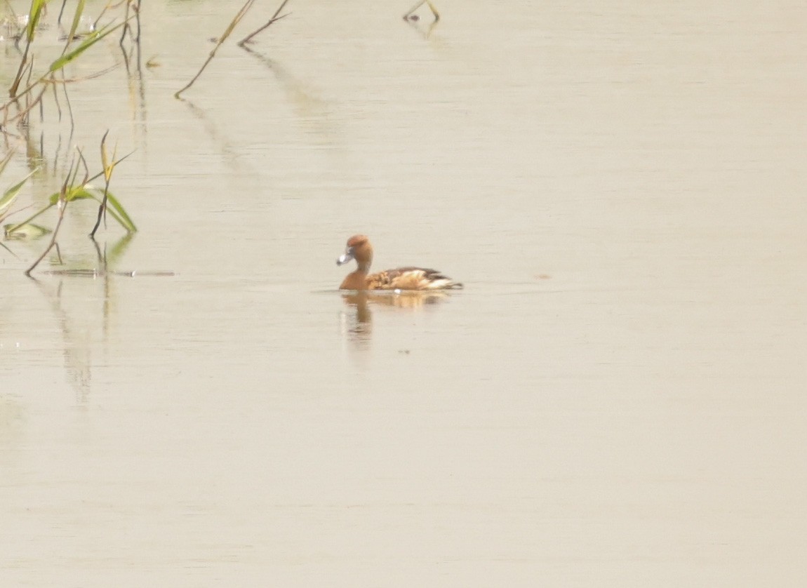 Fulvous Whistling-Duck - ML580331991