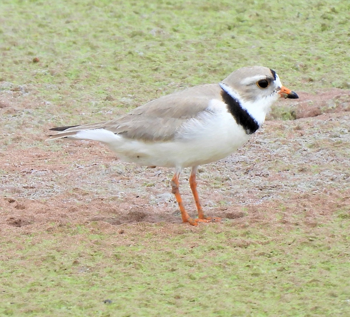 Piping Plover - ML580332121