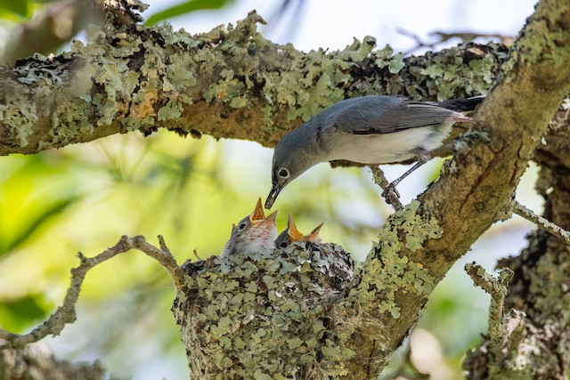 Nature in a Minute – Blue-gray Gnatcatcher