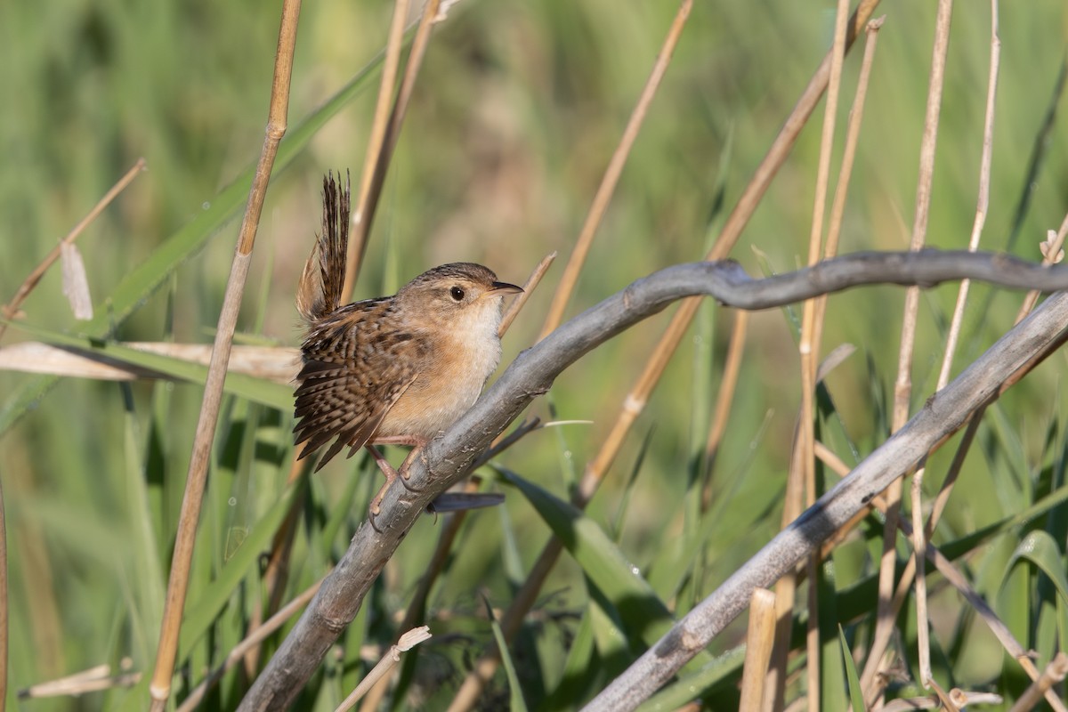 Sedge Wren - ML580335061