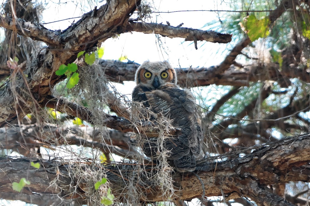 Great Horned Owl - ML58033721