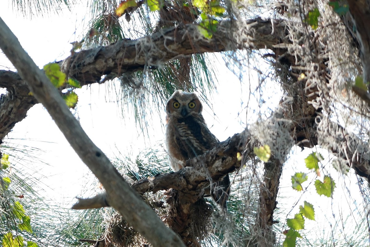 Great Horned Owl - ML58033731