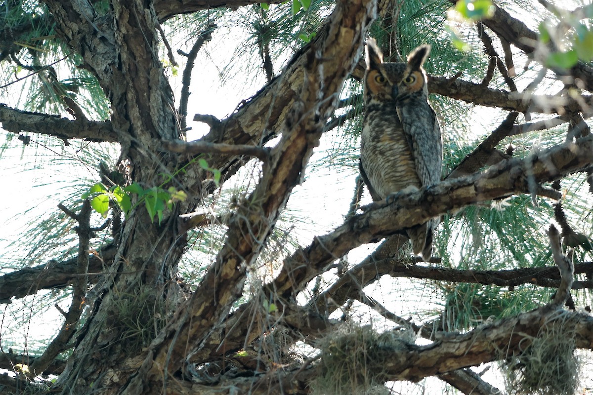 Great Horned Owl - ML58033751