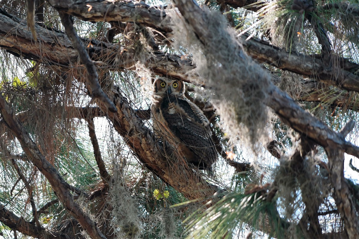 Great Horned Owl - ML58033761