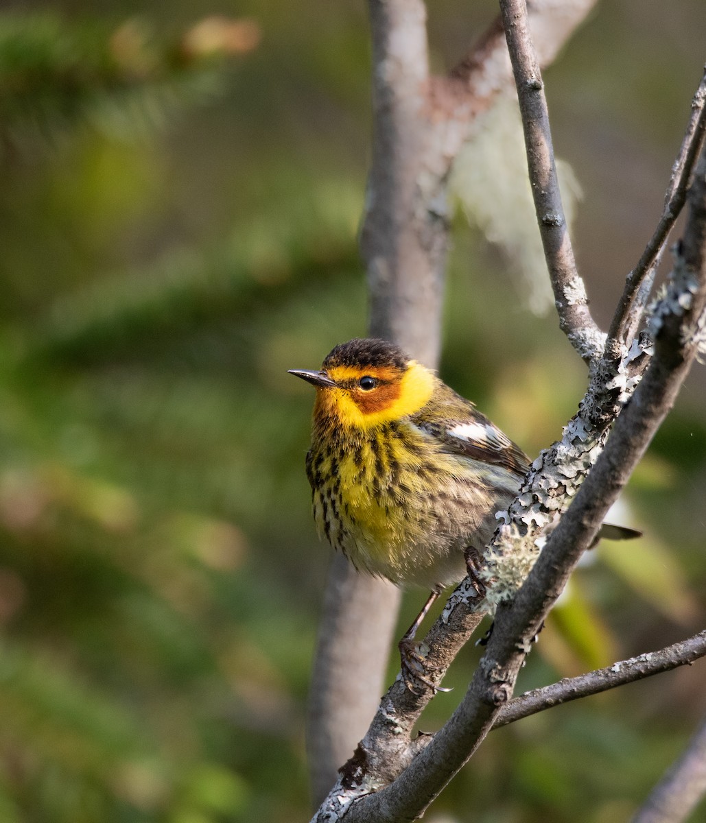 Cape May Warbler - ML580337951