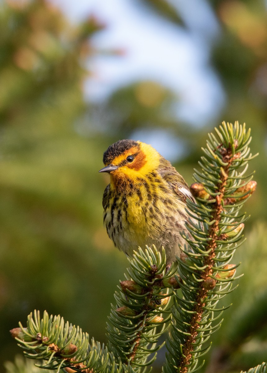 Cape May Warbler - ML580337961