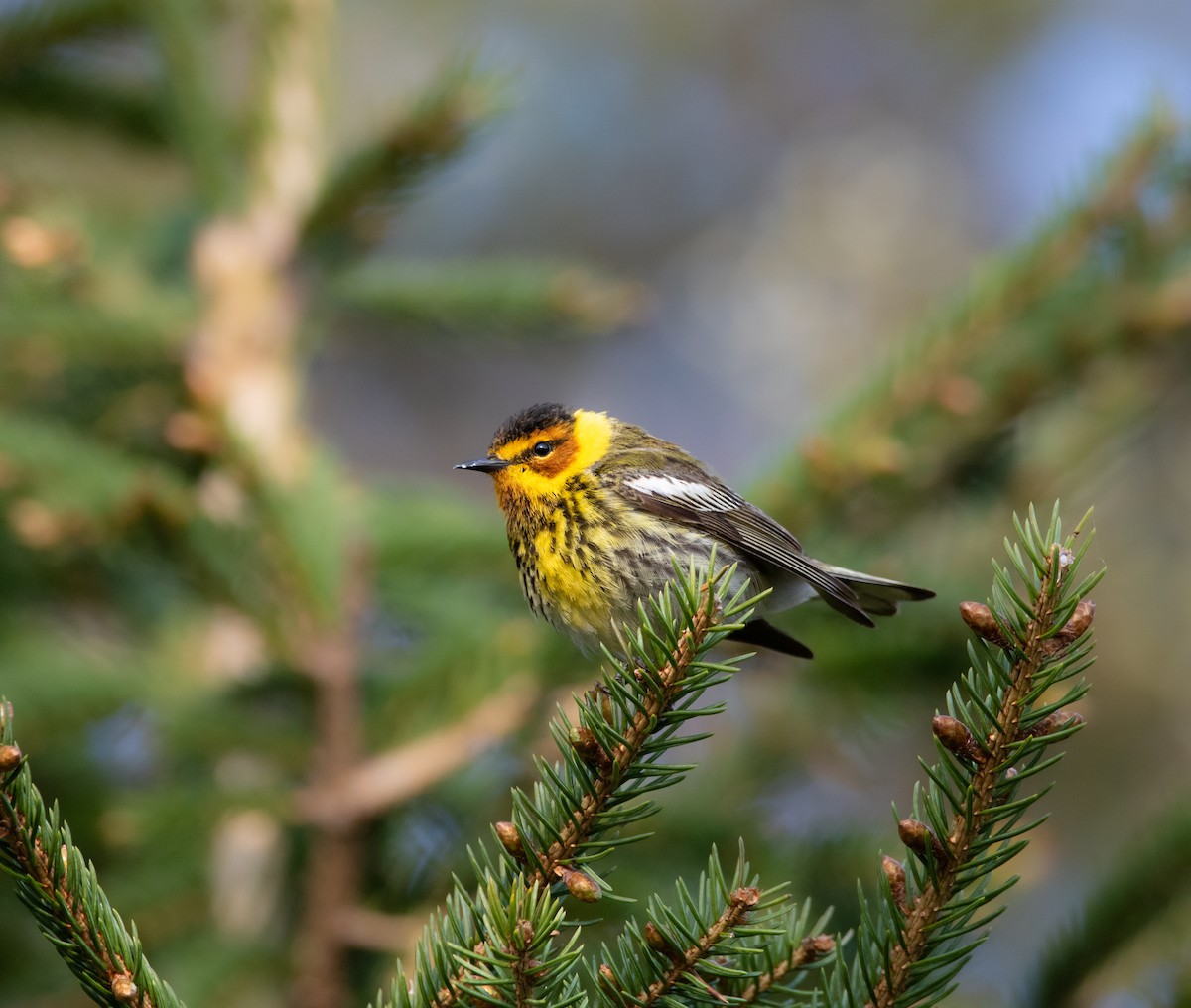Cape May Warbler - ML580337971