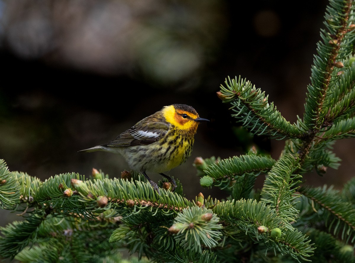 Cape May Warbler - ML580337981