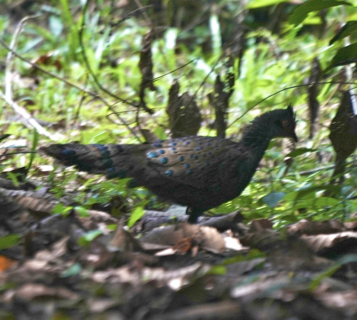 Malayan Peacock-Pheasant - ML580340211