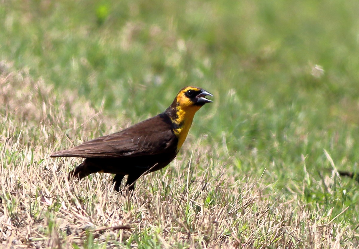 Yellow-headed Blackbird - ML58034111